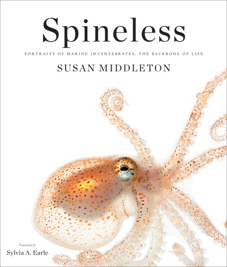 Cover image for Spineless Portraits of Marine Invertebrates, the Backbone of Life