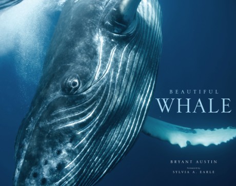 Cover image for Beautiful Whale 