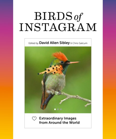 Cover image for Birds of Instagram Extraordinary Images from Around the World