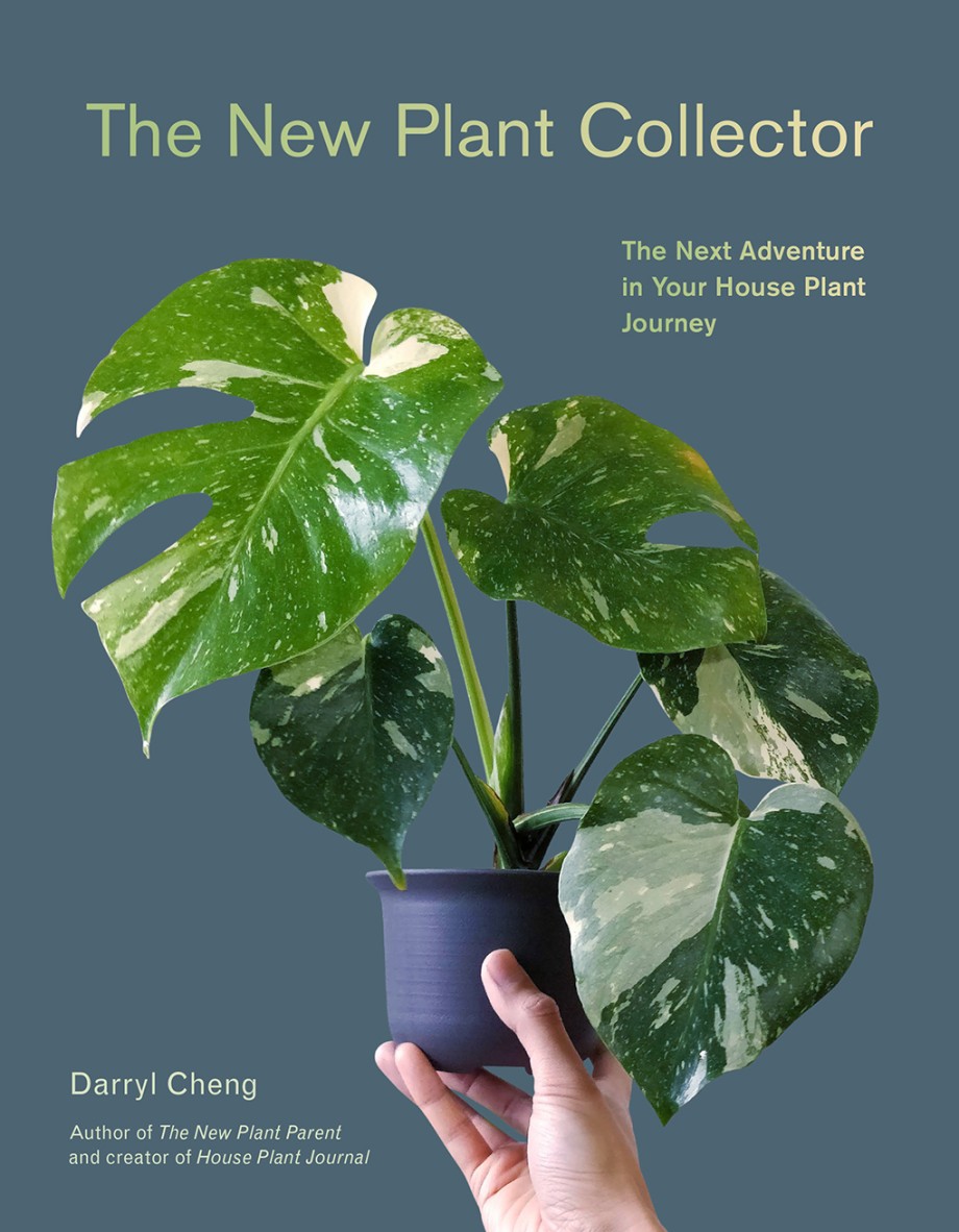 New Plant Collector The Next Adventure in Your House Plant Journey