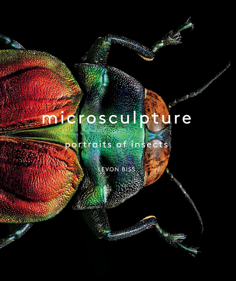 Microsculpture Portraits of Insects