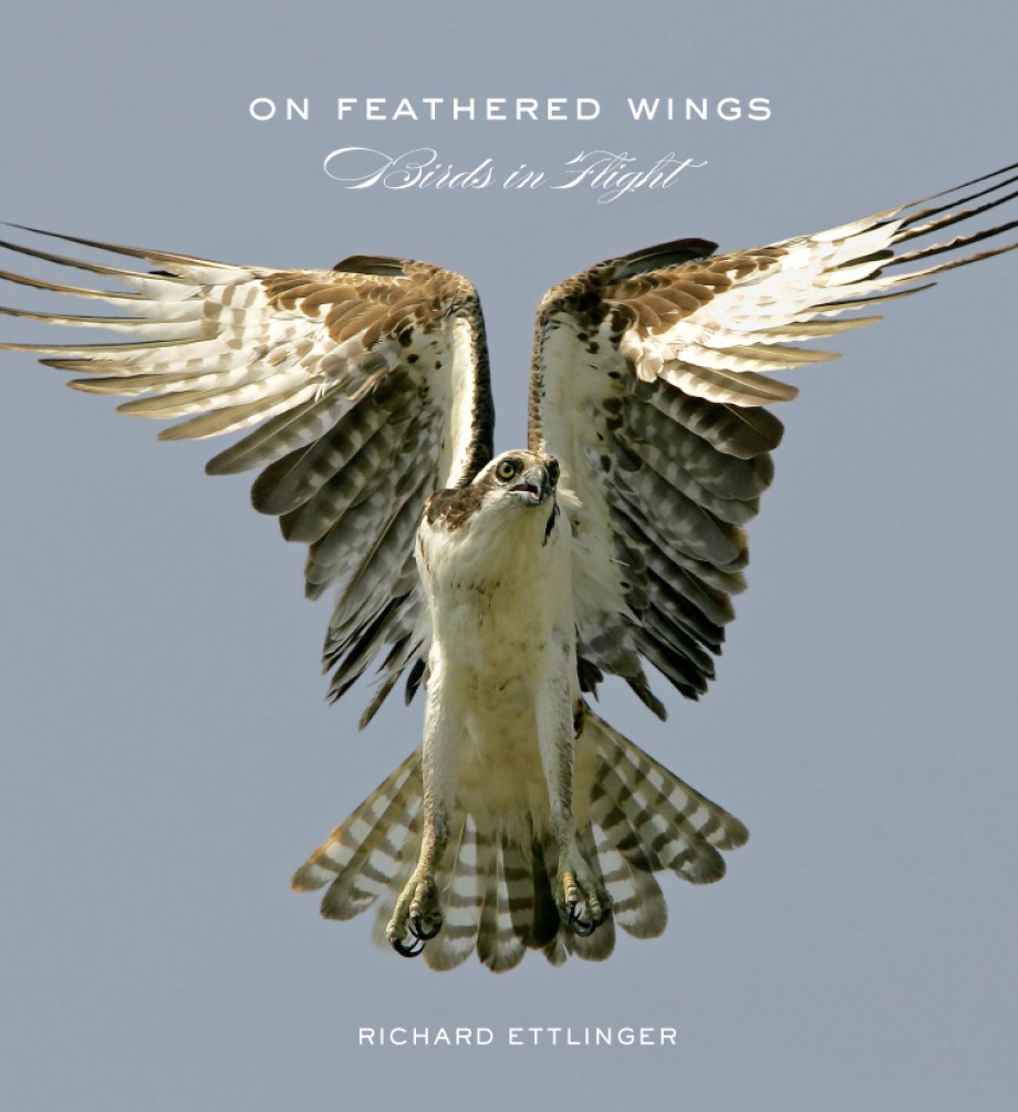 Cover for On Feathered Wings Birds in Flight