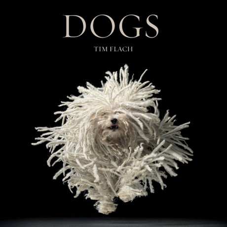 Cover image for Dogs 