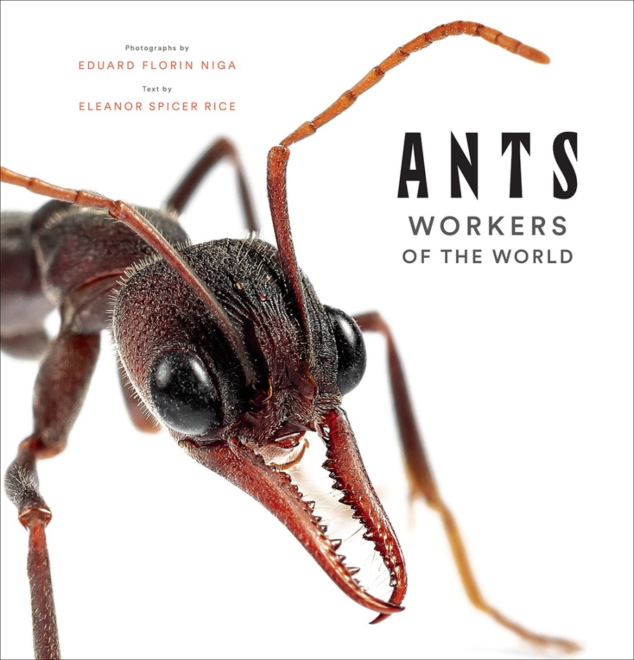 Ants  A Book of Creatures