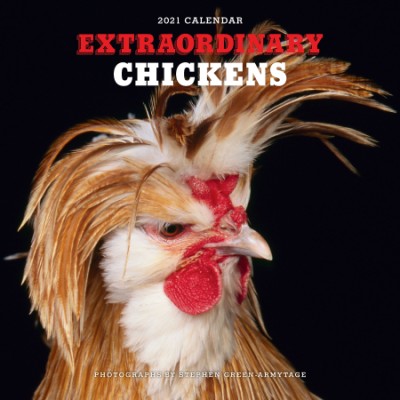 Extraordinary Chickens 2021 Wall Calendar Wall Abrams purdue chicken calendar 2021