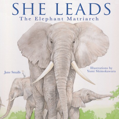 Cover image for She Leads The Elephant Matriarch