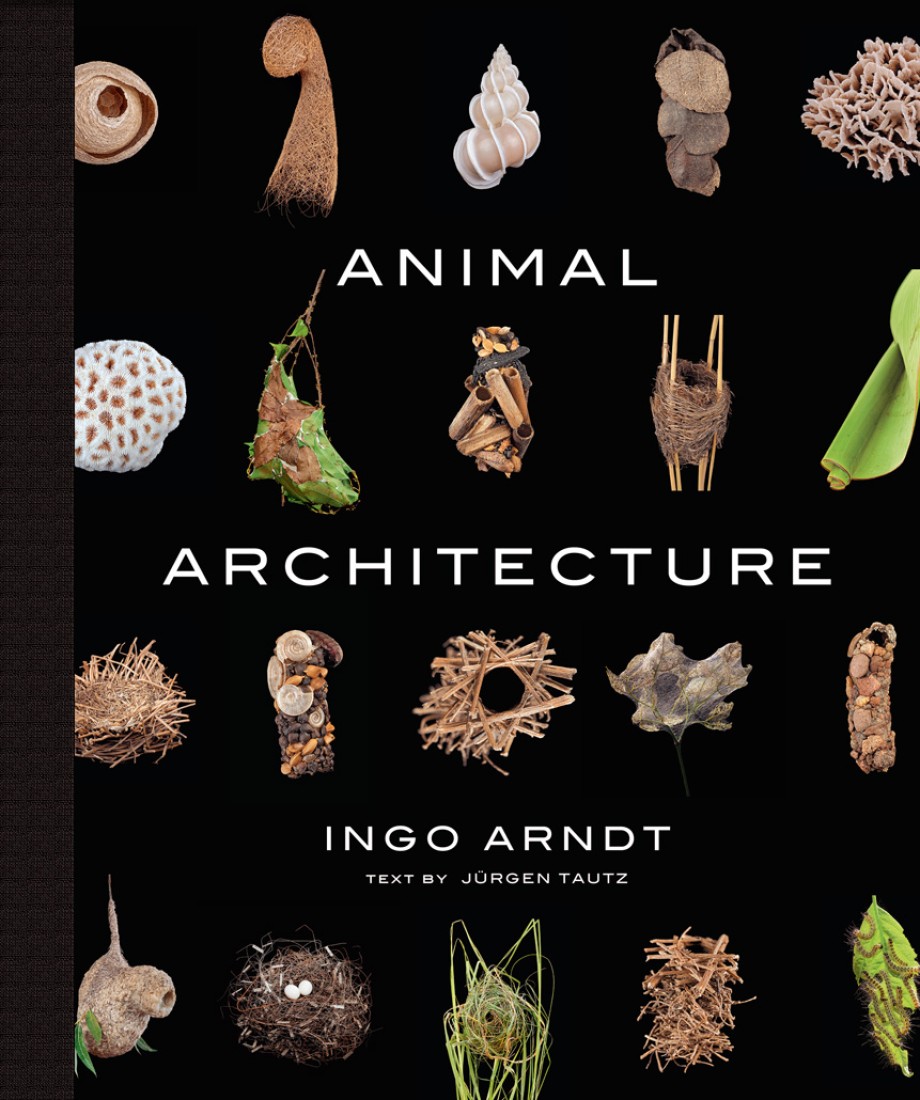 Animal Architecture Photographs of Natural Habitats