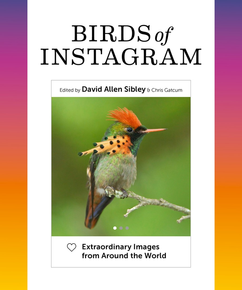 Birds of Instagram Extraordinary Images from Around the World