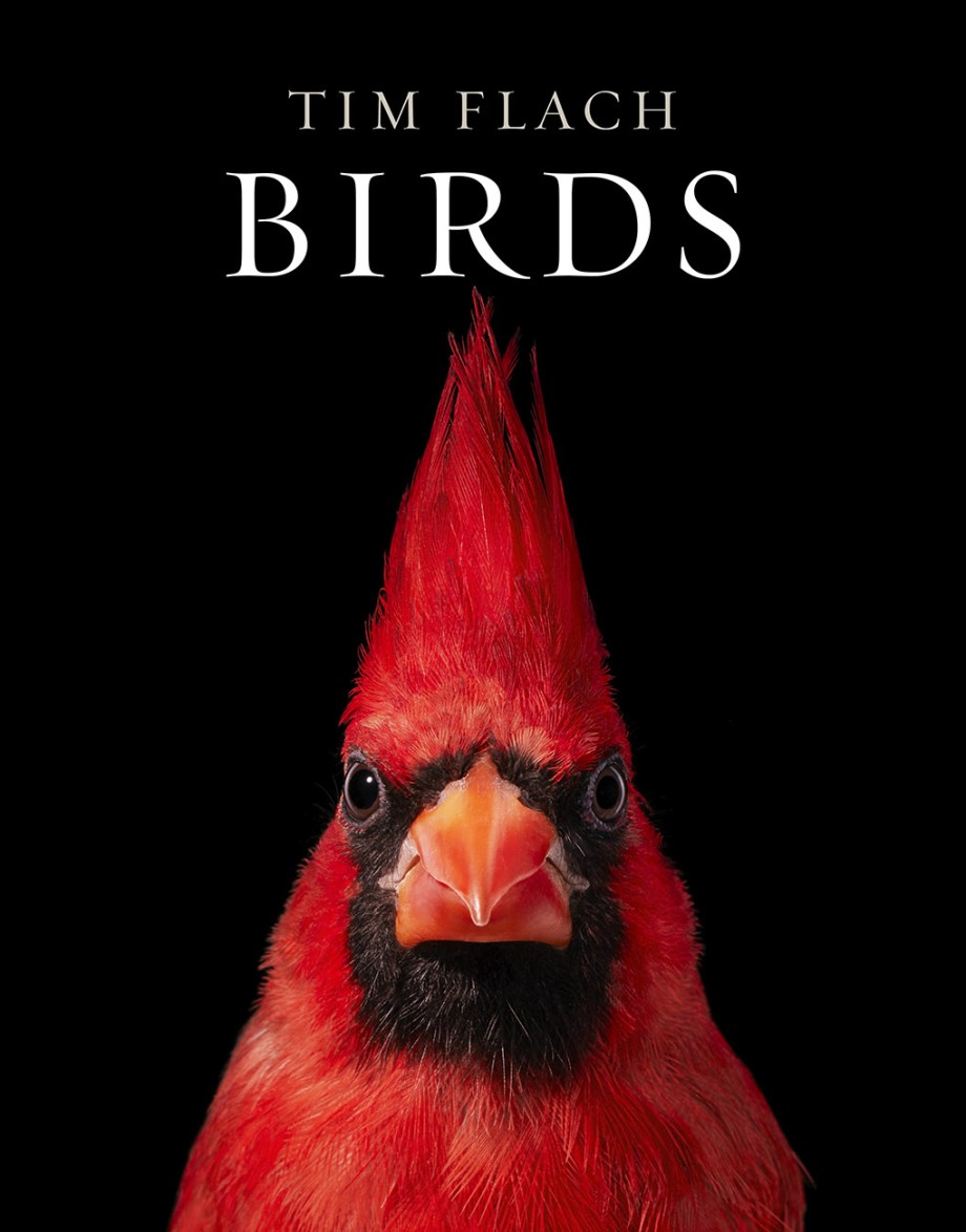 Cover for Birds Photographs