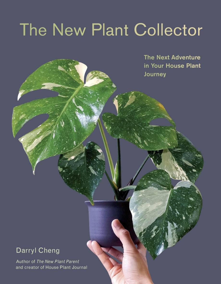 New Plant Collector The Next Adventure in Your House Plant Journey