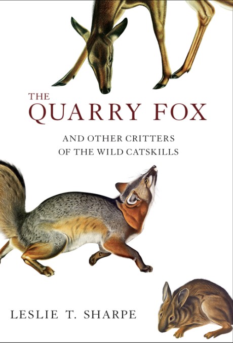 Quarry Fox And Other Critters of the Wild Catskills