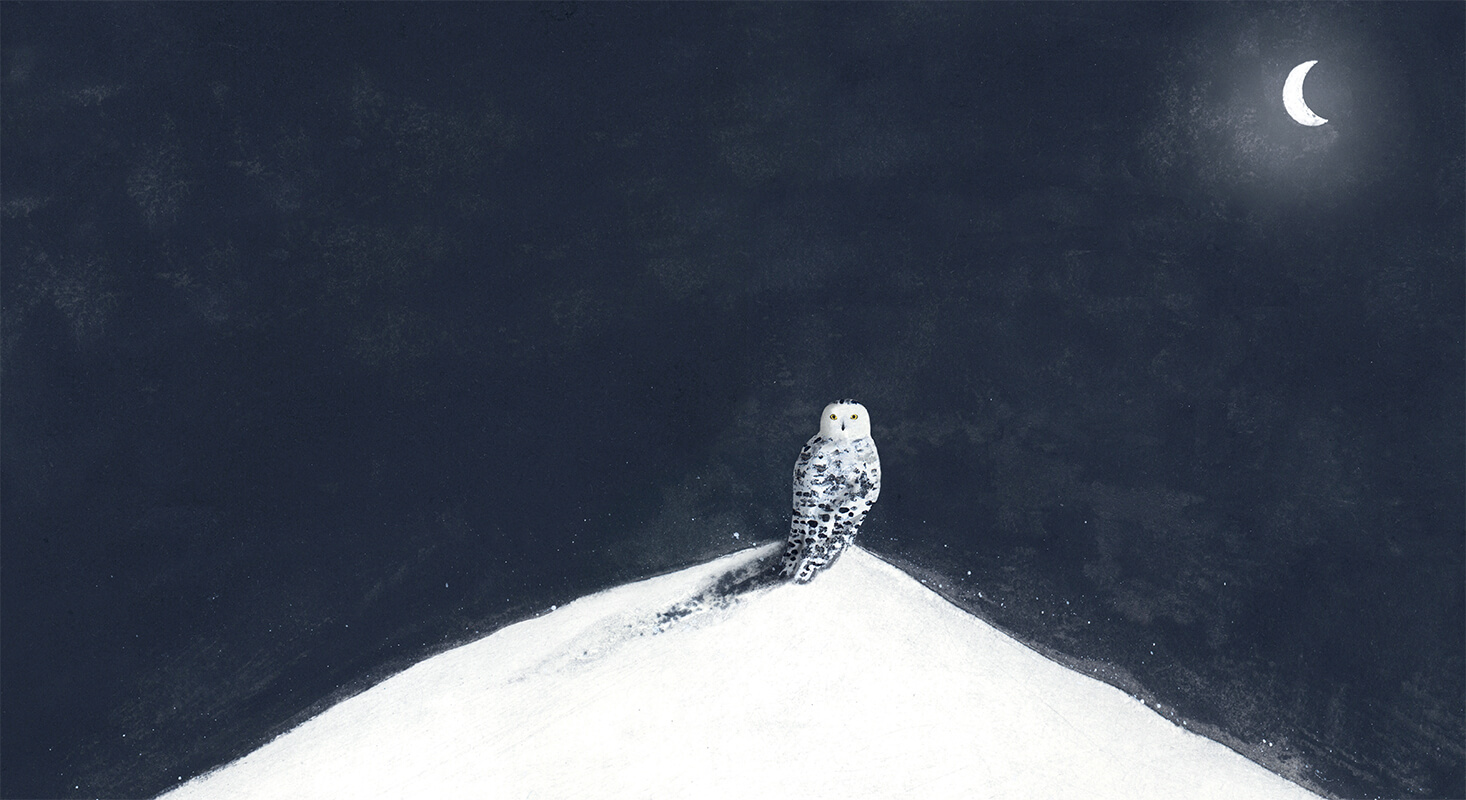 Snow Birds
