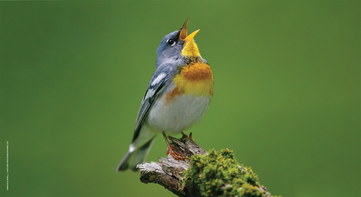 The Backyard Birdwatcher's Bible 
