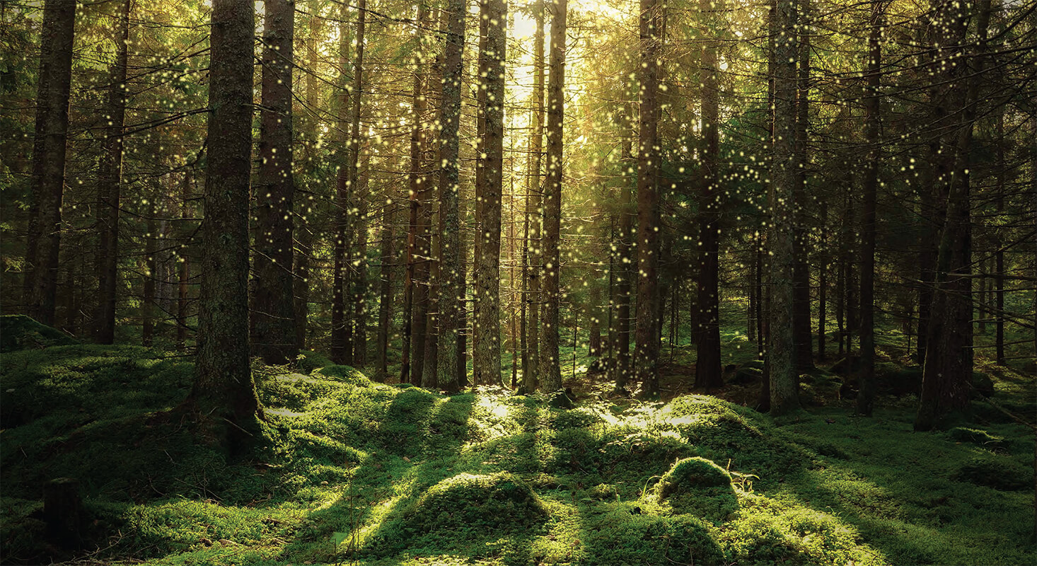 The Life & Love of the Forest