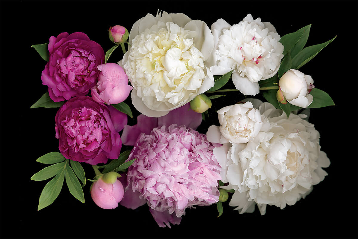 The Scentual Garden