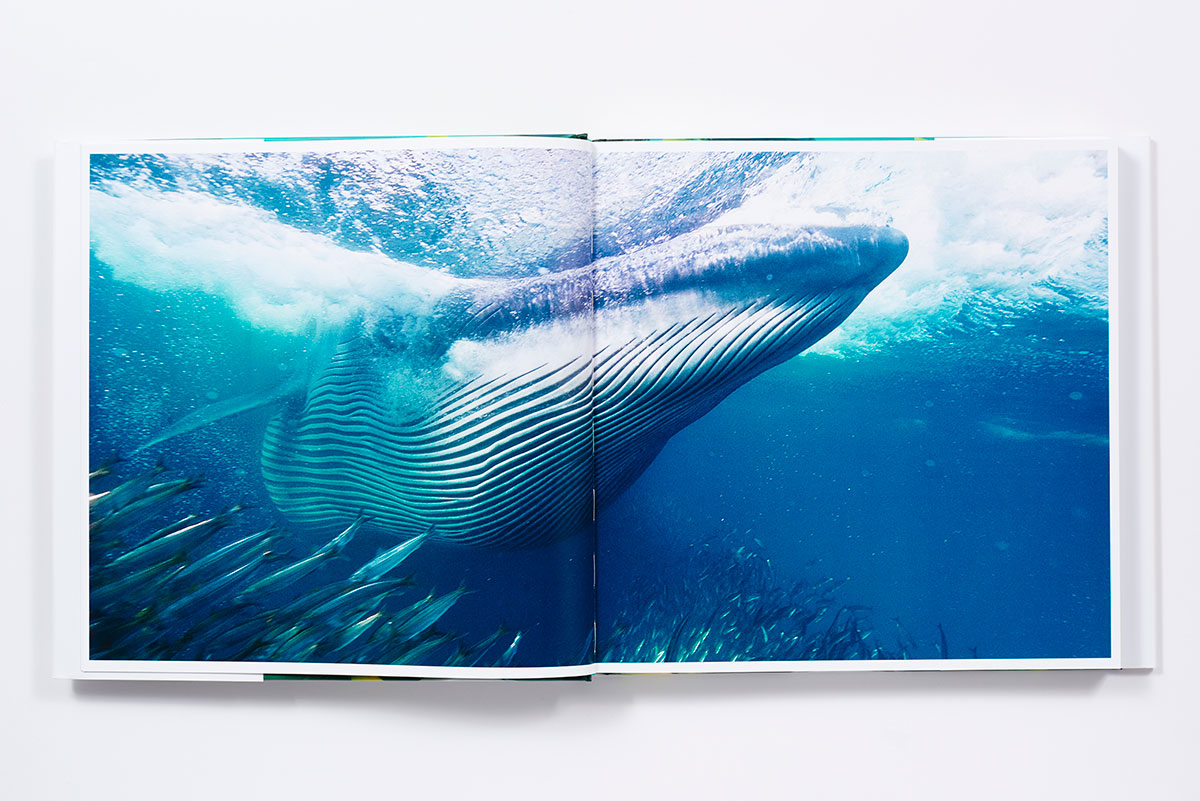 The Life And Love Of The Sea Hardcover Abrams