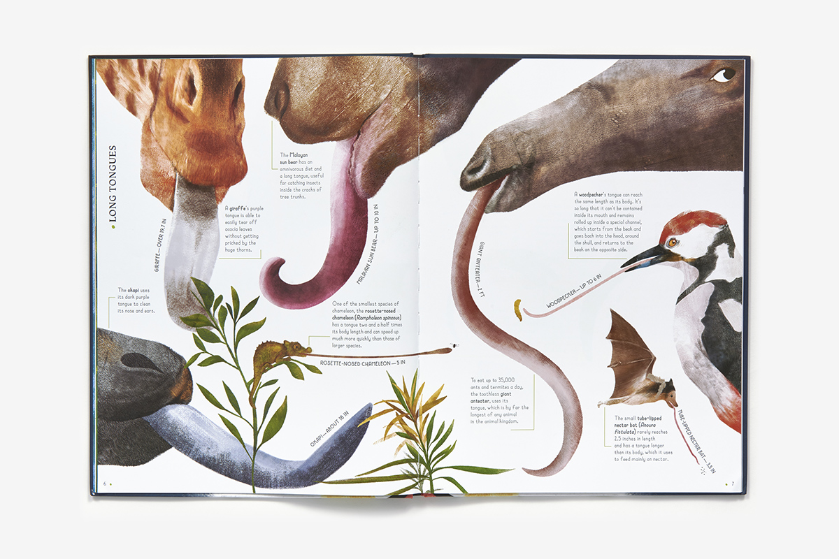 Life-Size Animals (Hardcover) | ABRAMS